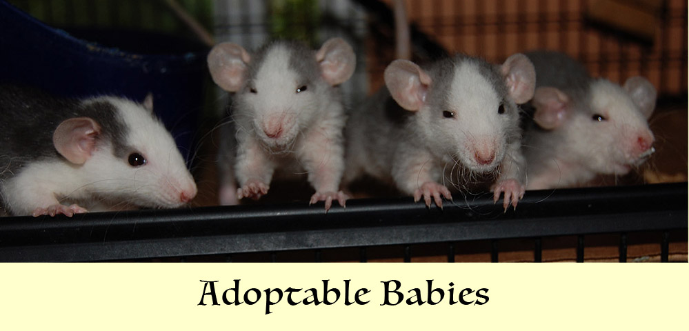 rat adoption near me